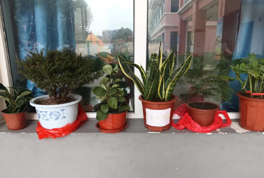 家庭养花用生根粉