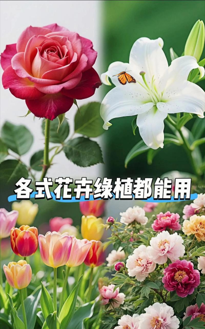 家庭养花用生根粉