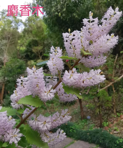 如何培养花被麝香