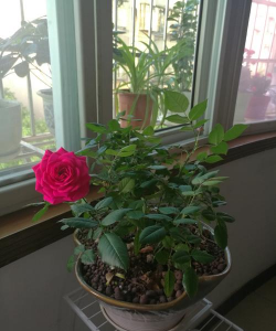 家庭养花用生根粉