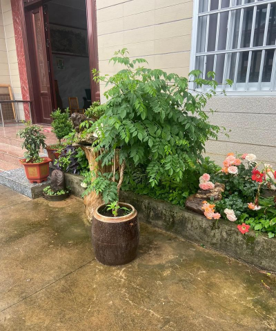 家庭养花用生根粉