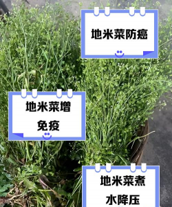 地米可以养花不