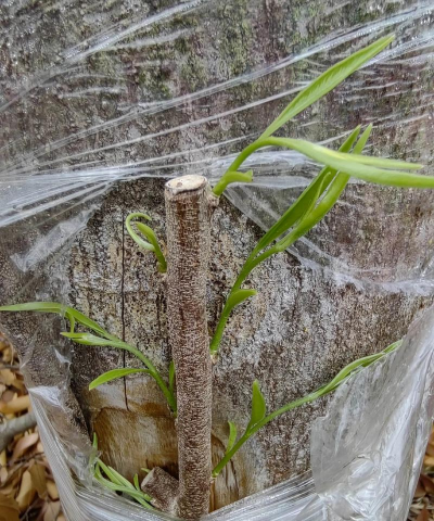 家庭养花用生根粉