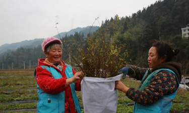 家庭养花用生根粉