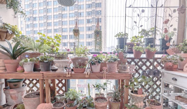 家庭养花用生根粉