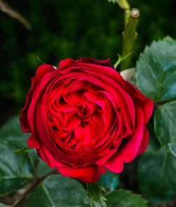 红色龙沙宝石养花