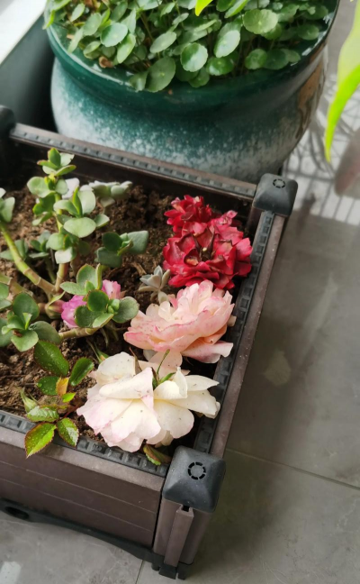 家庭养花用生根粉