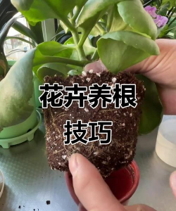 家庭养花用生根粉