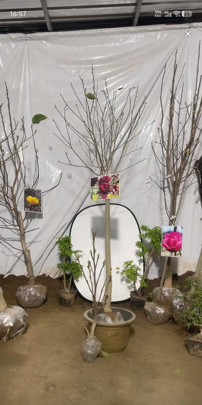 东北可以养花嘛冬天