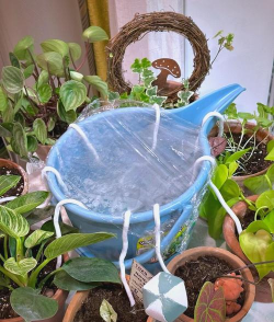 家庭养花用生根粉