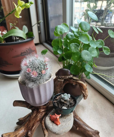 家庭养花用生根粉