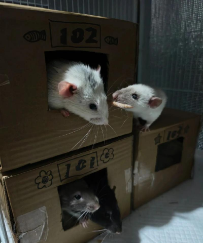 纸箱怎么养花枝鼠