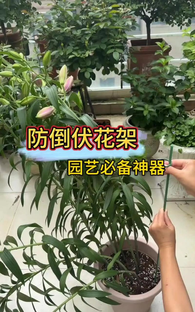 家庭养花用生根粉