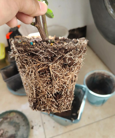 家庭养花用生根粉