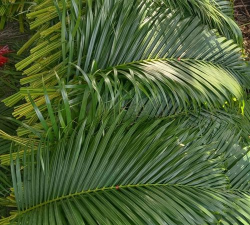 散尾叶花店如何存放