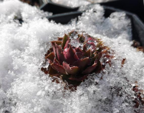 瑞雪好不好养花