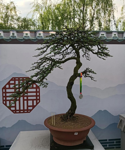 贵州盆景市场前景如何