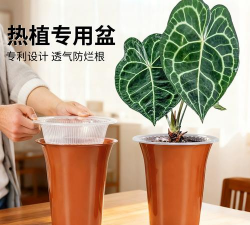 家庭养花用生根粉