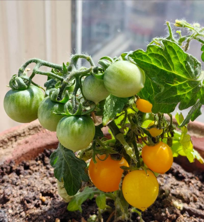 爱养花的番茄品种