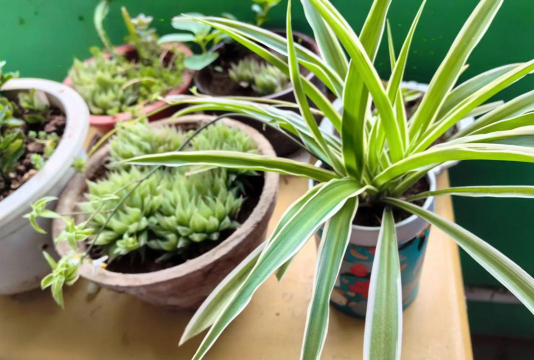 家庭养花用生根粉