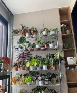 家庭养花用生根粉