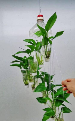 家庭养花用生根粉