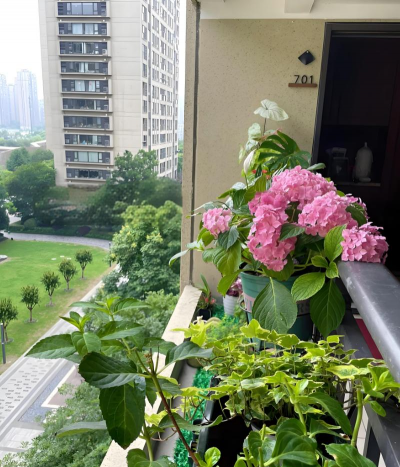 家庭养花用生根粉