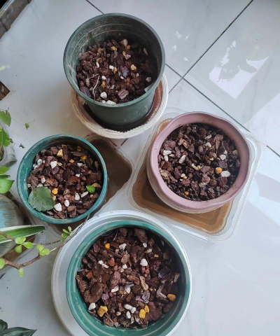 家庭养花用生根粉