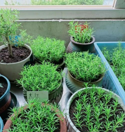 家庭养花用生根粉