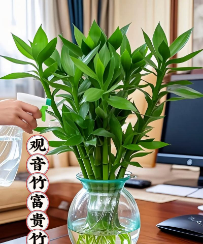 家庭养花用生根粉
