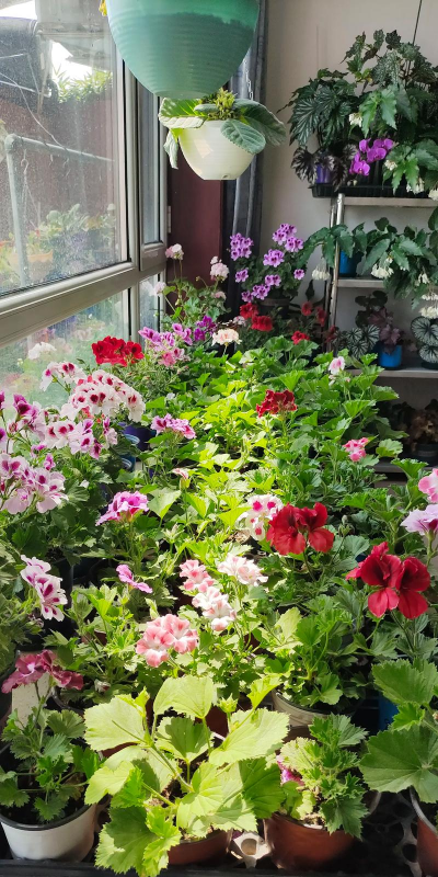 家庭养花用生根粉