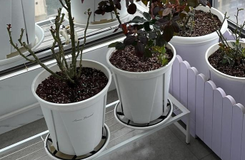 无土栽培技术，突破土壤限制，开启高效种植新篇章