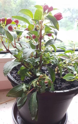 家庭养花用生根粉