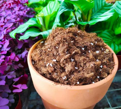 土和煤灰养花好 土和煤灰养花好