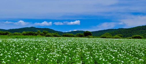 海拉尔养花基地