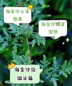 无土栽培技术，突破土壤限制，开启高效种植新篇章