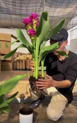 家庭养花用生根粉