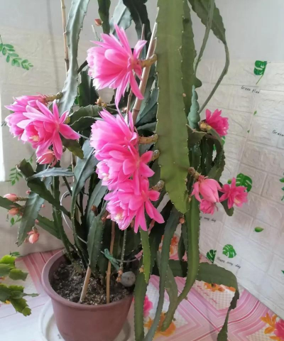 家庭养花用生根粉