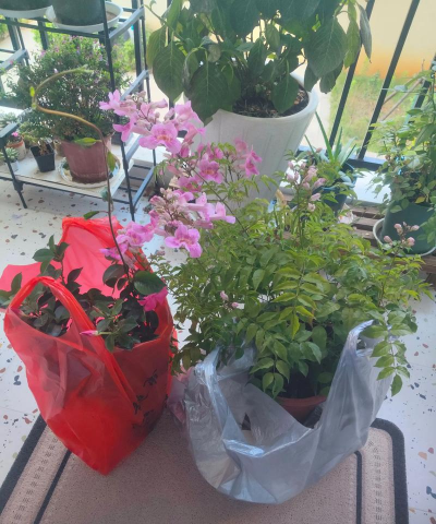 家庭养花用生根粉