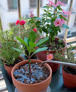 家庭养花用生根粉