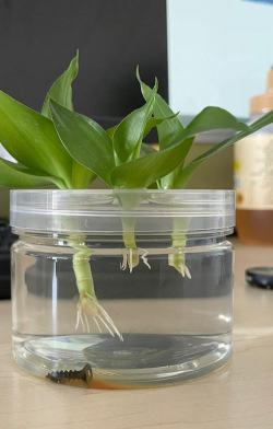 家庭养花用生根粉