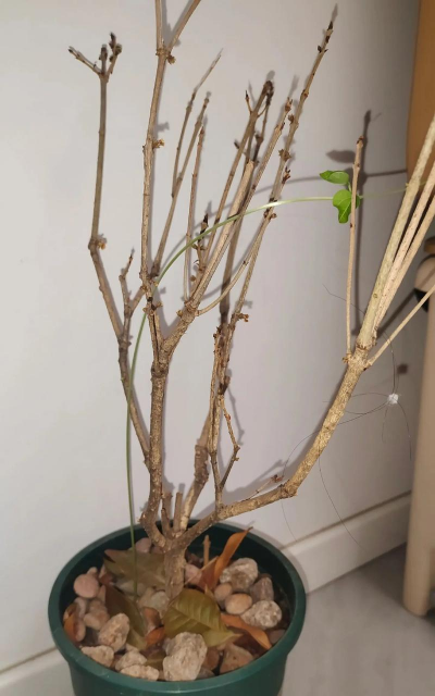 家庭养花用生根粉