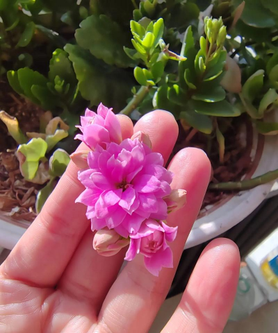 家庭养花用生根粉