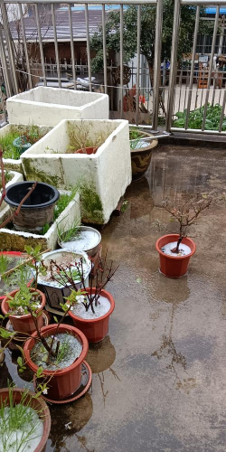 家庭养花用生根粉