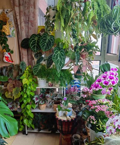 家庭养花用生根粉