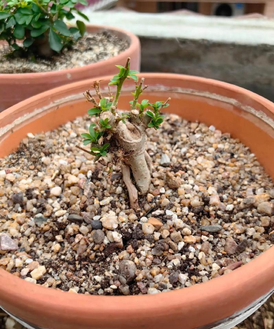 家庭养花用生根粉