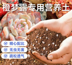 橙梦露用什么土种