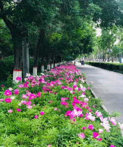 石河子室外养花