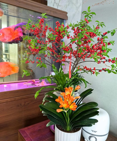 家庭养花用生根粉