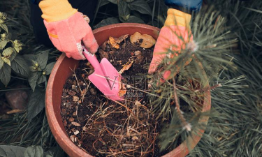 家庭养花用生根粉